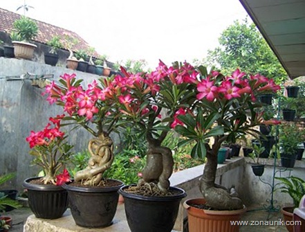Nama Tanaman Hias Termahal Di Dunia saat Ini ng boranan ~ boranan
